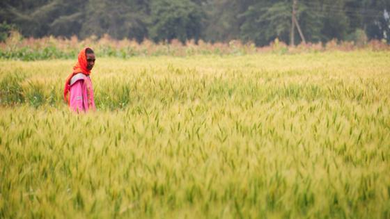 A person is walking through a grain field