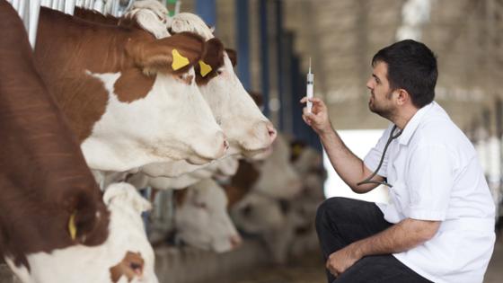 A vetinary prepares an injection in the cowshed