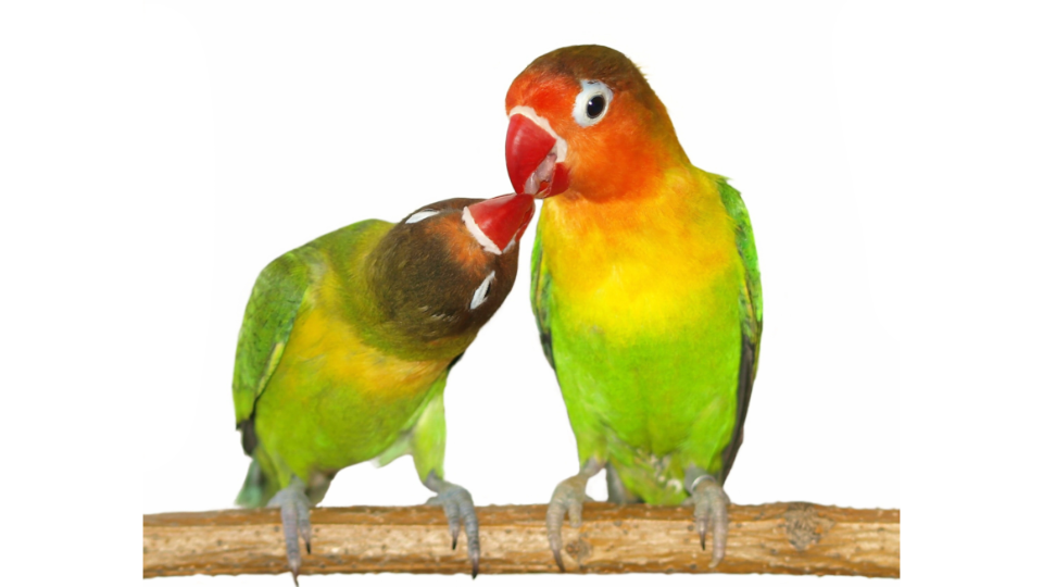 two coloured parrots