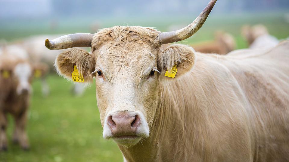 cow with horn