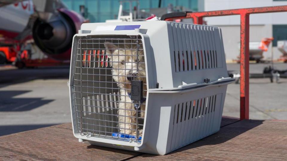 Small dog in an open suitcase