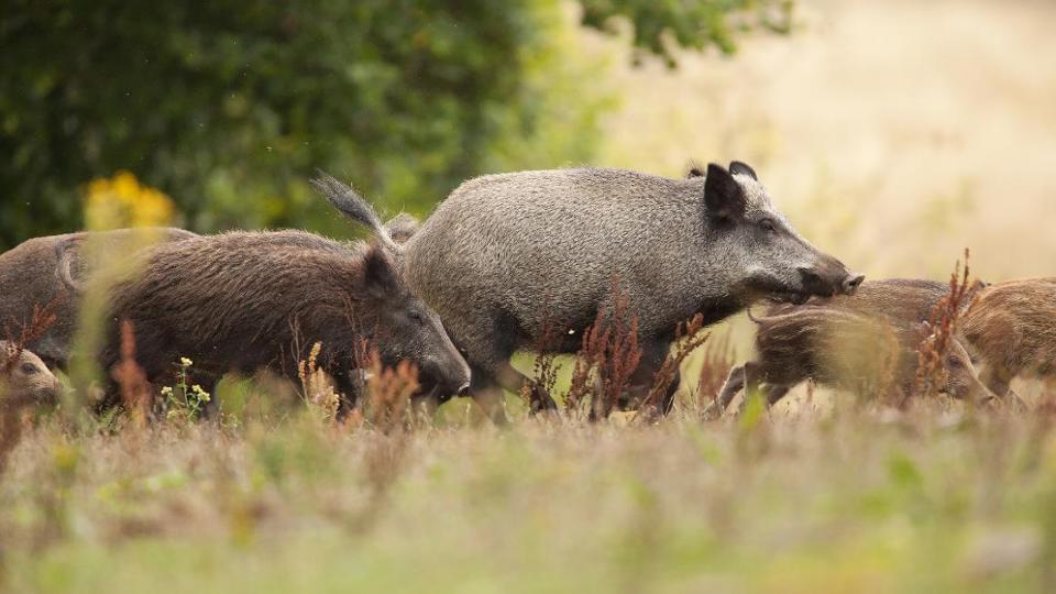 A horde of wild boars of different age