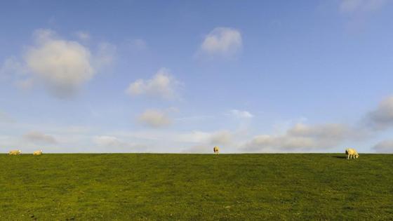 Sheep grazing on the dike.