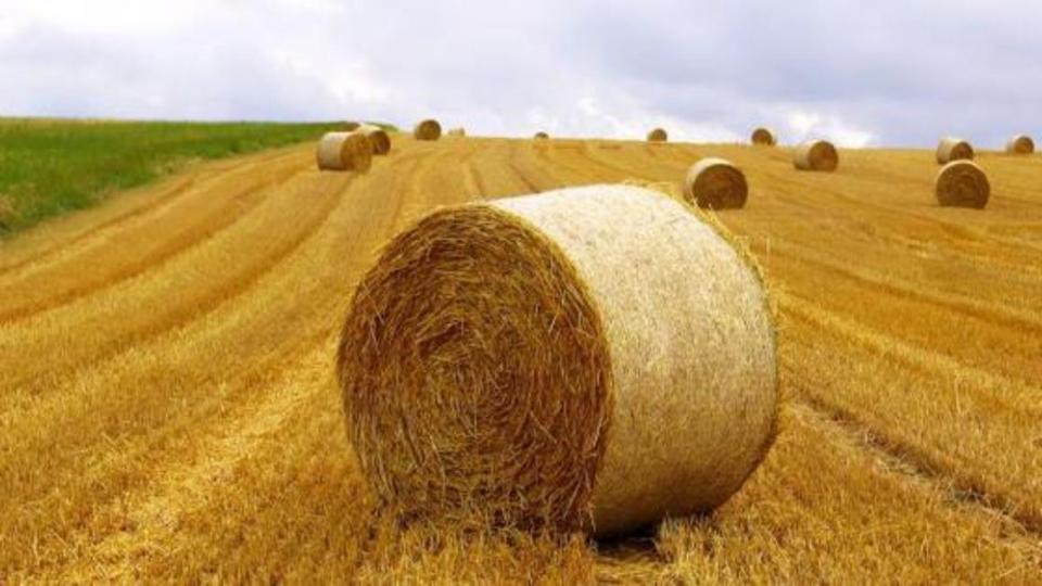 grainfield with bales of straw