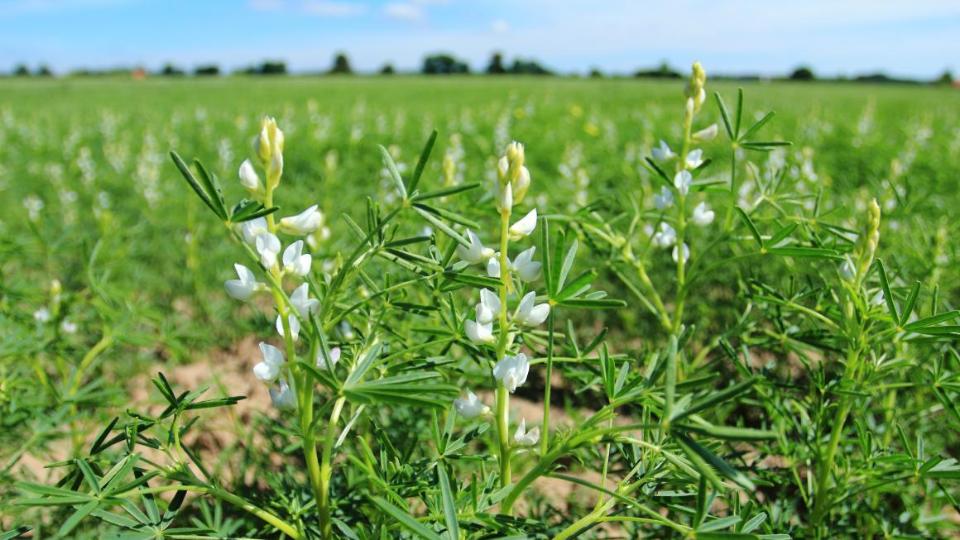 Cultivation of lupins