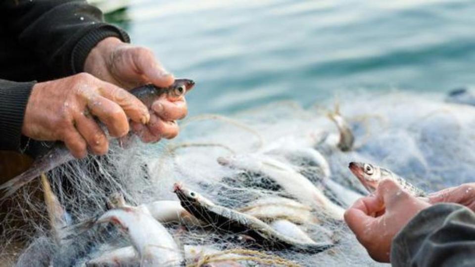 The hands of two fishermen take fish from a fishing net.