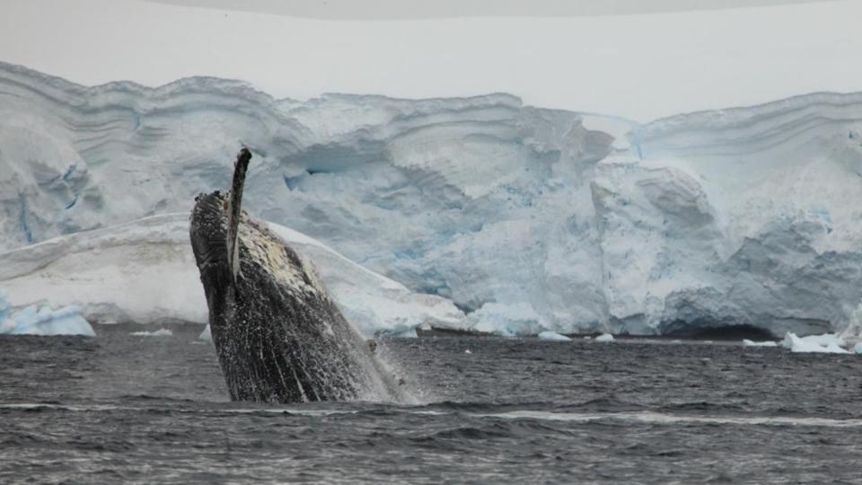 Emerging whale in front of an iceberg