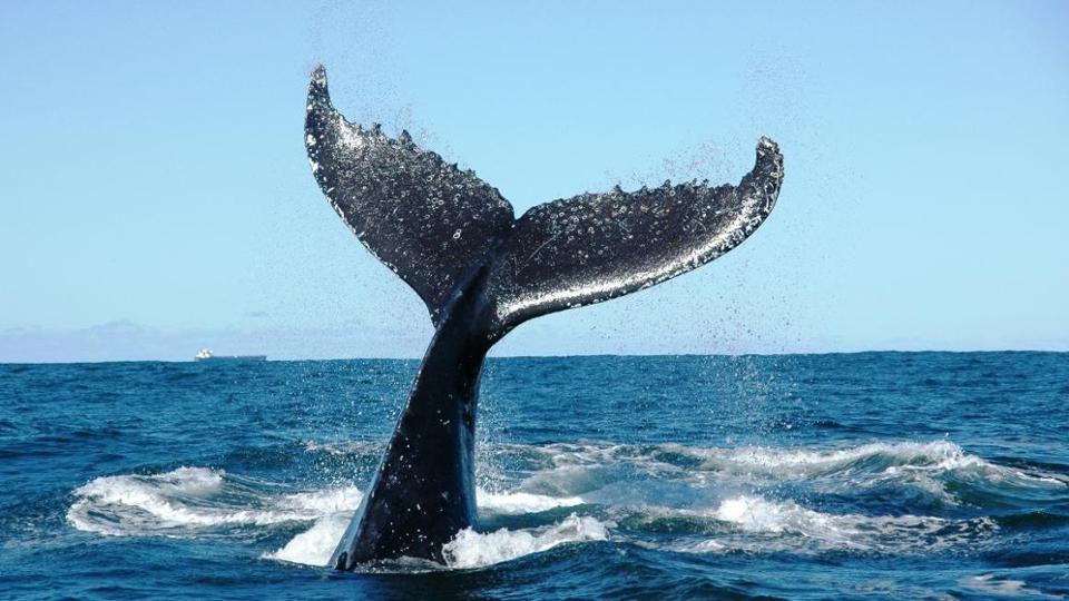 Tail fin of a whale in the sea