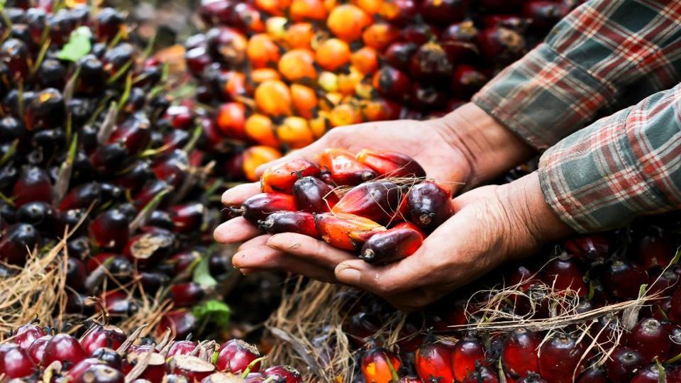 palm oil fruits