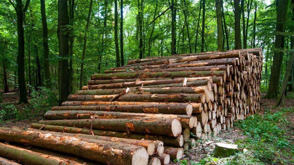 A stack of logs in the forest