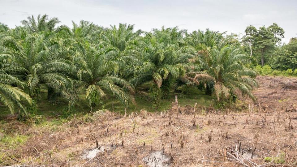 Palm oil plantation partly cleared