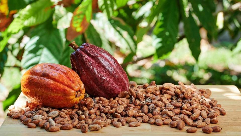 Cocoa fruits