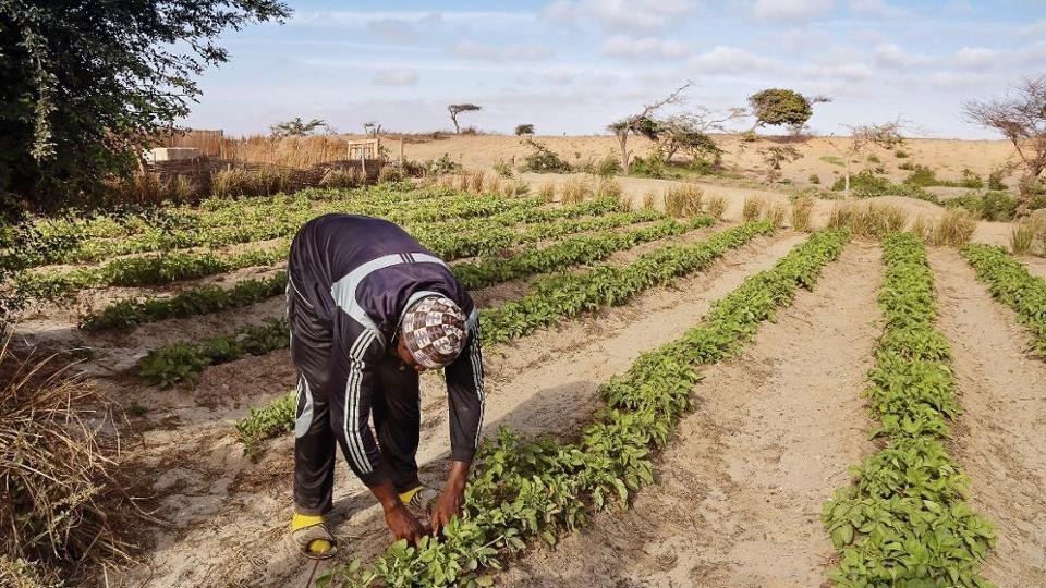 Farmer in Africa tilling his field