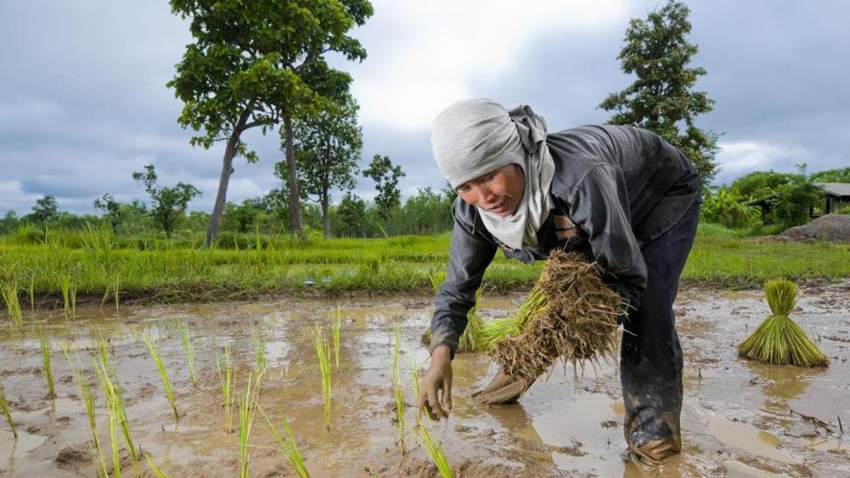 Female farmer at the rice harvest