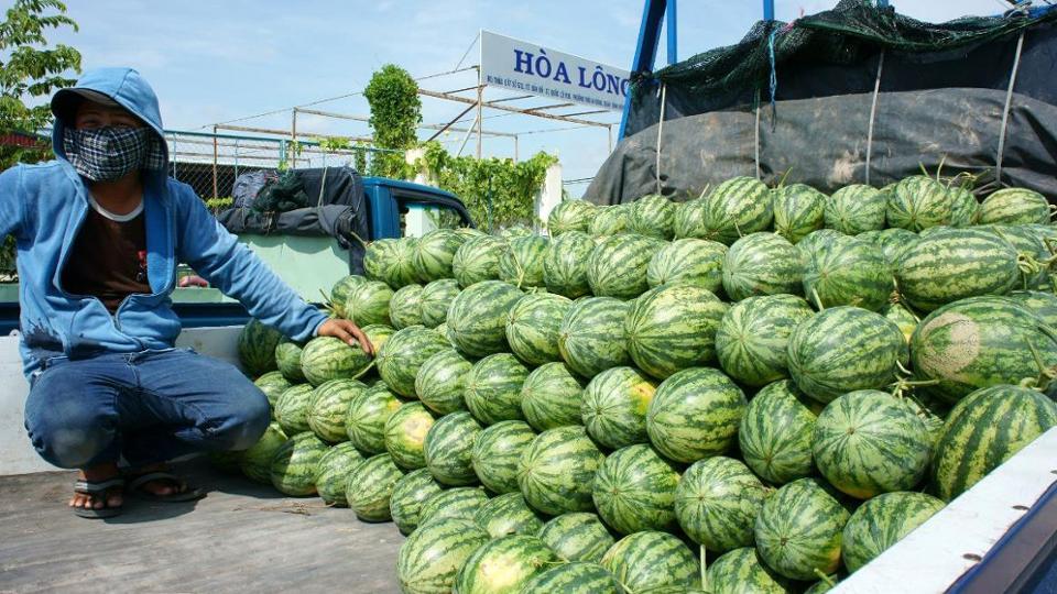 Farmer on a truck with melons in Asia