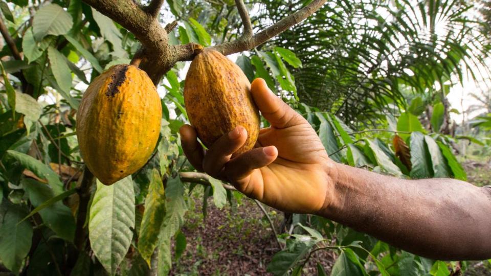 A man's hand reaps a cocoa fruit