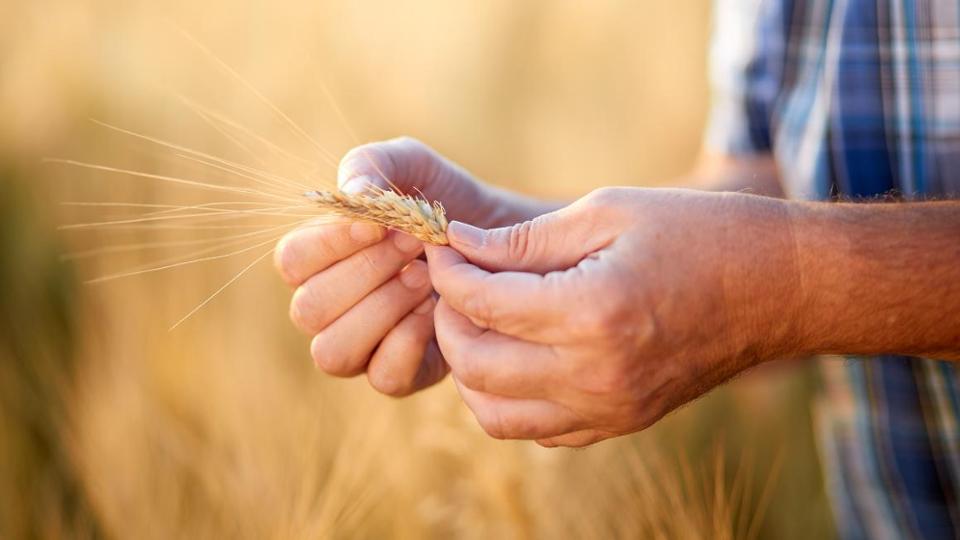 A farmer checks a grain ear