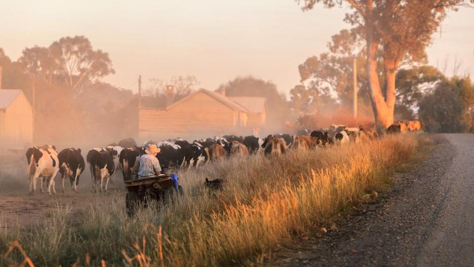 Farmer drives cattle
