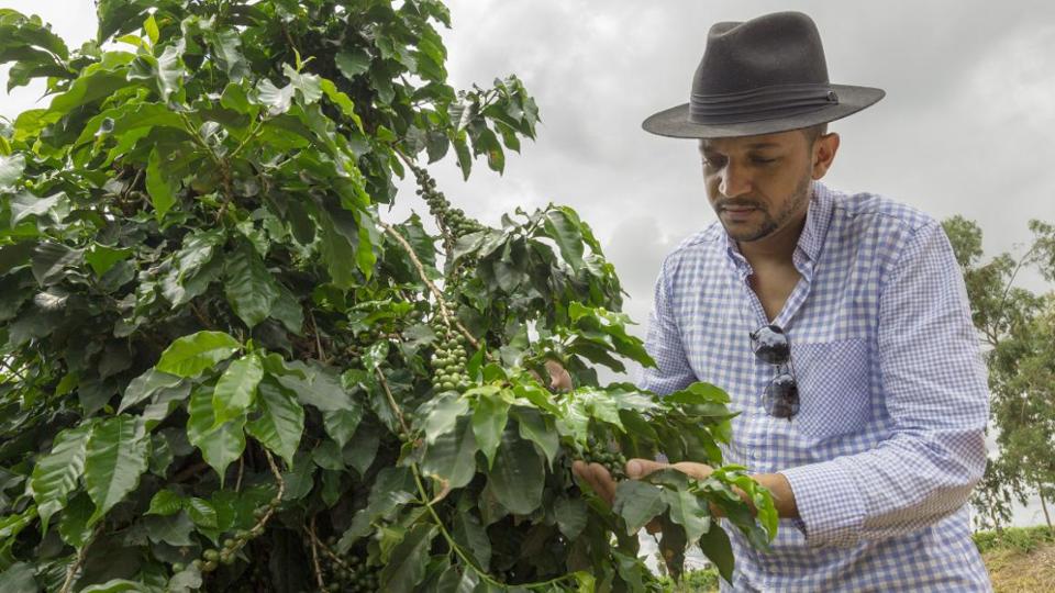 A farmer in a coffee plantation